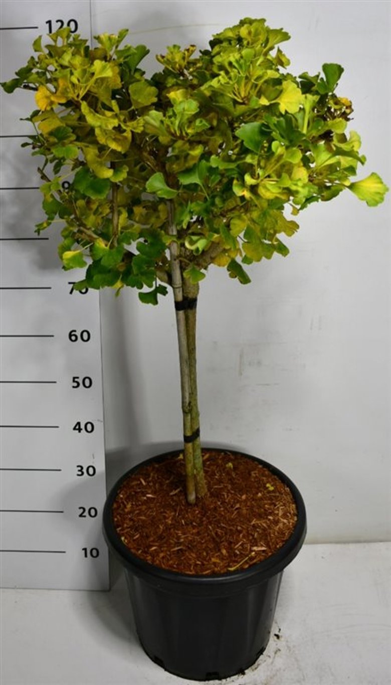 Ginkgo bil. 'Mariken' - 40 CM Stem Cont.